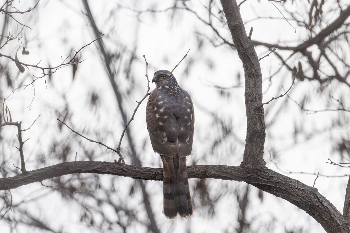 Eurasian Sparrowhawk - ML647169192