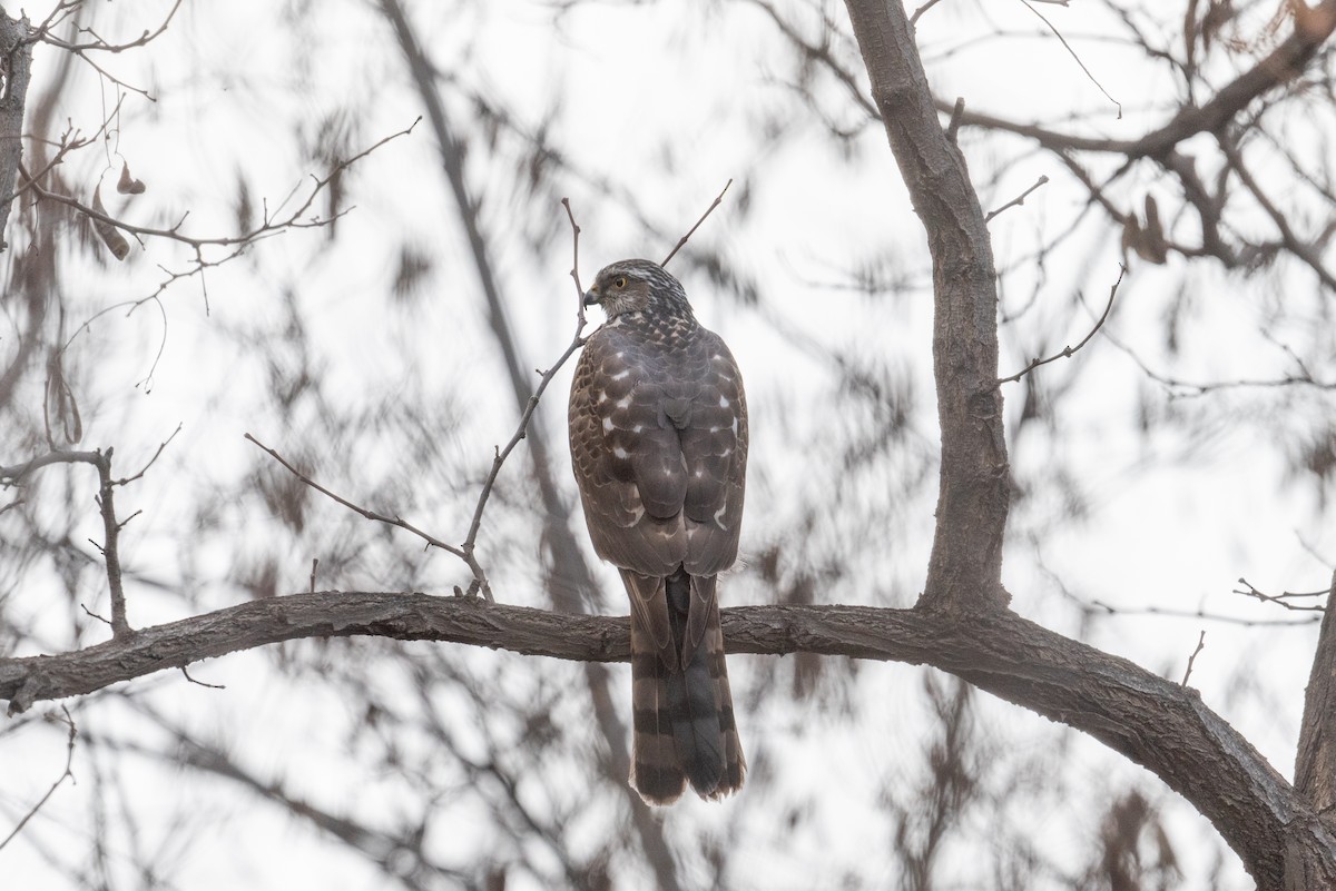 Eurasian Sparrowhawk - ML647169193