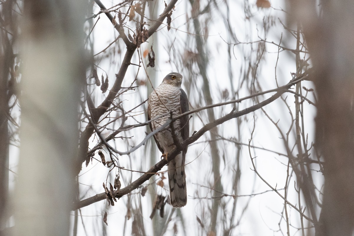 Eurasian Sparrowhawk - ML647169194