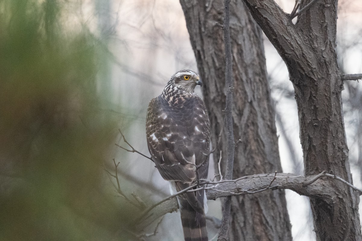 Eurasian Sparrowhawk - ML647169195