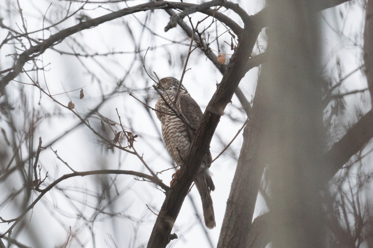 Eurasian Sparrowhawk - ML647169196