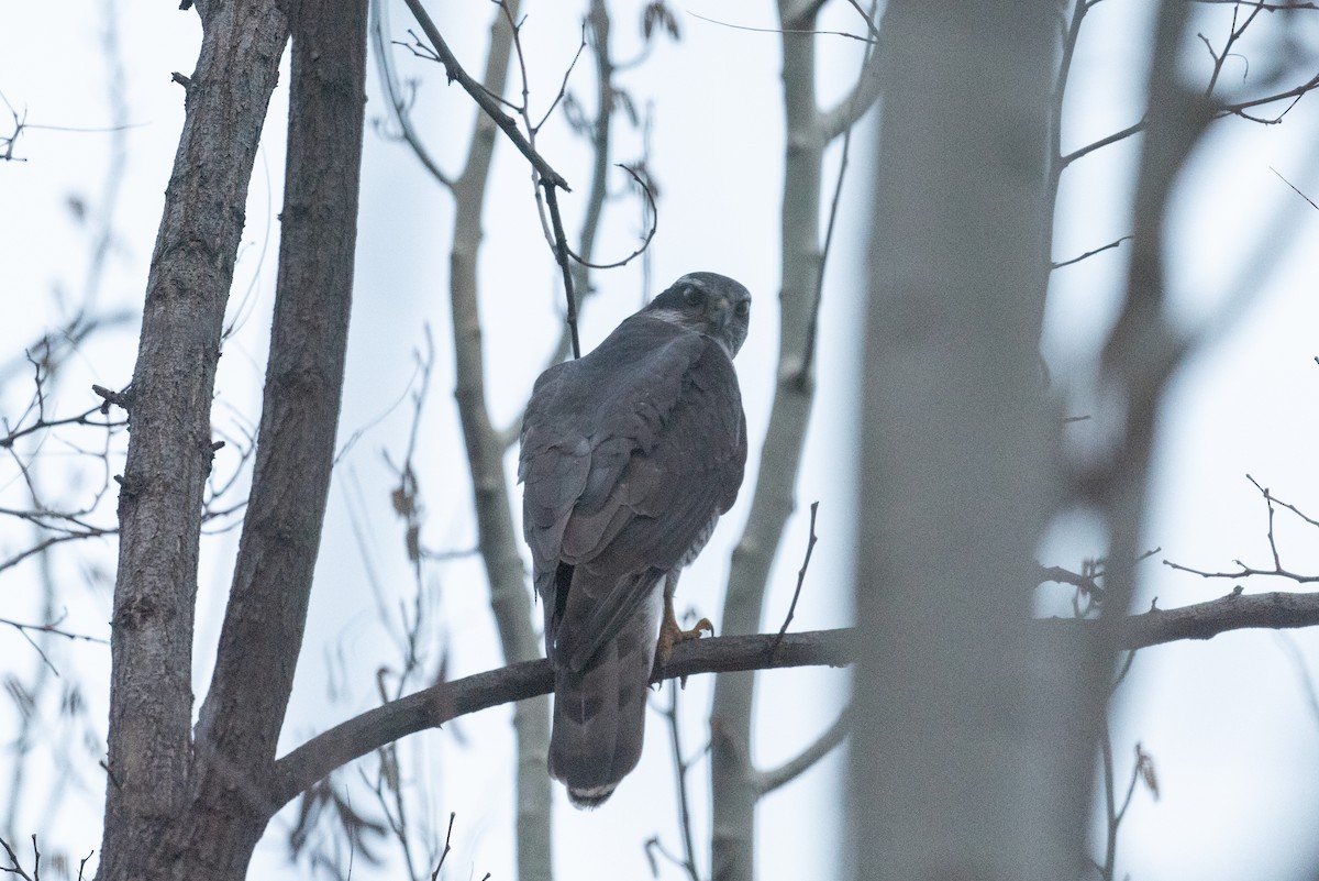 Eurasian Sparrowhawk - ML647169197