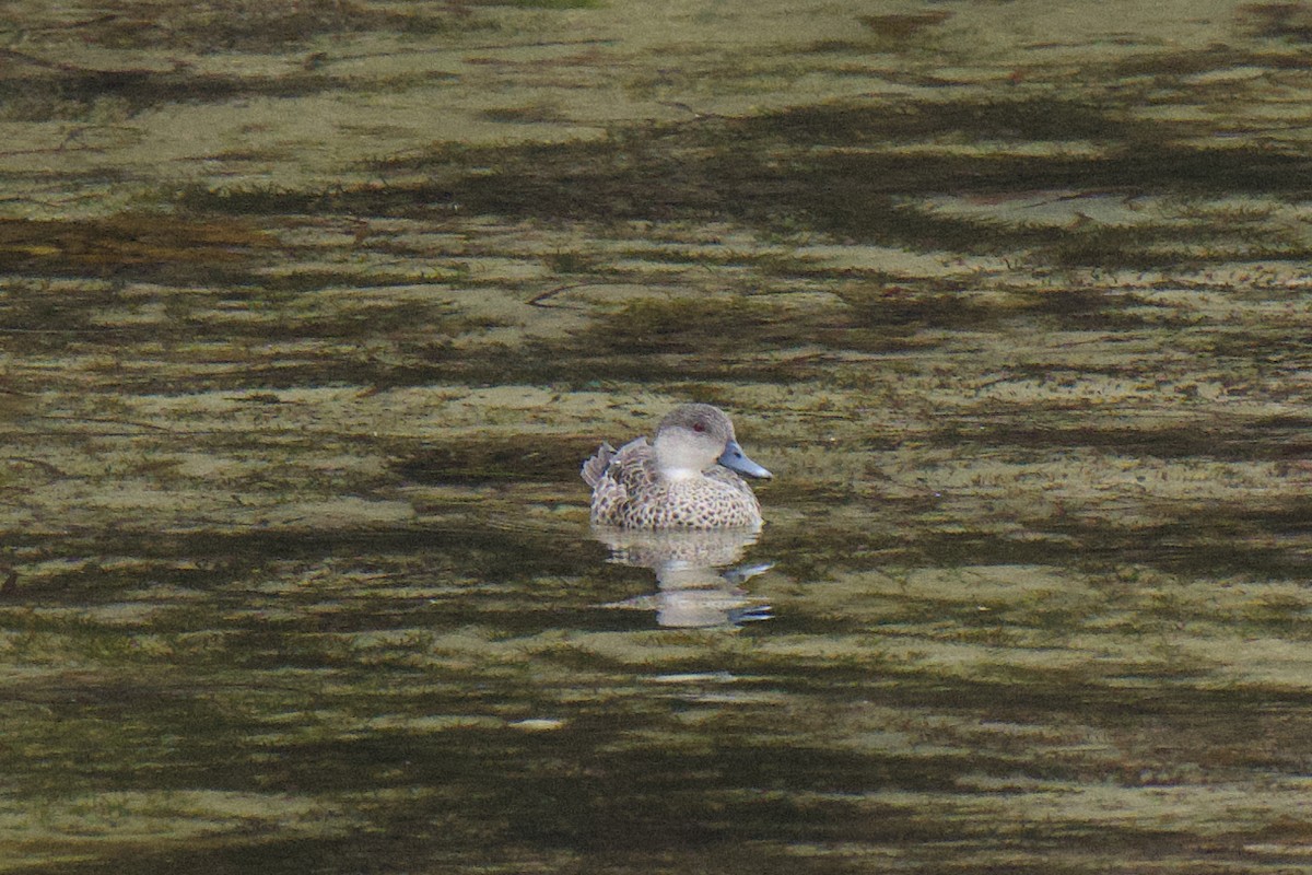 Gray Teal - ML647169198