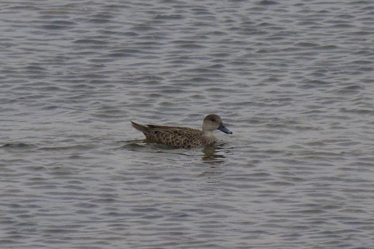 Sarcelle australasienne - ML647169205