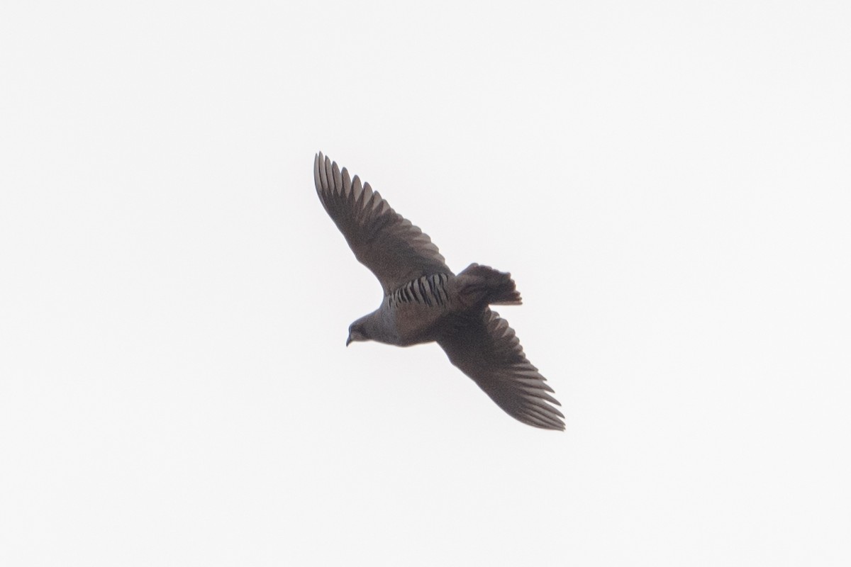 Przevalski's Partridge - ML647169206