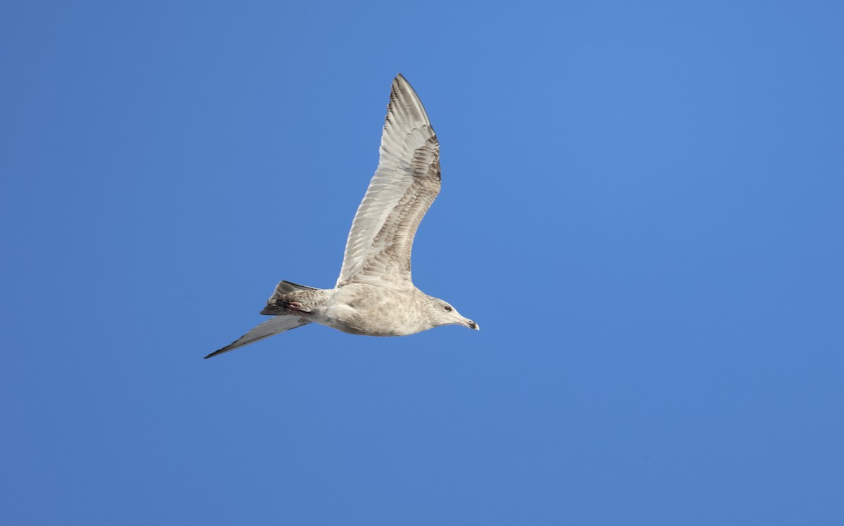 American Herring Gull - ML647169207