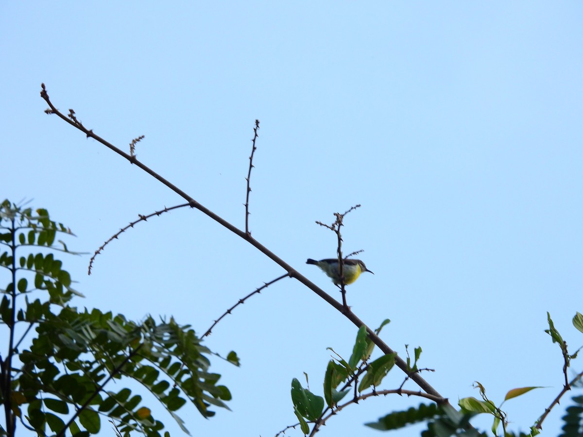 Purple-rumped Sunbird - ML647169208