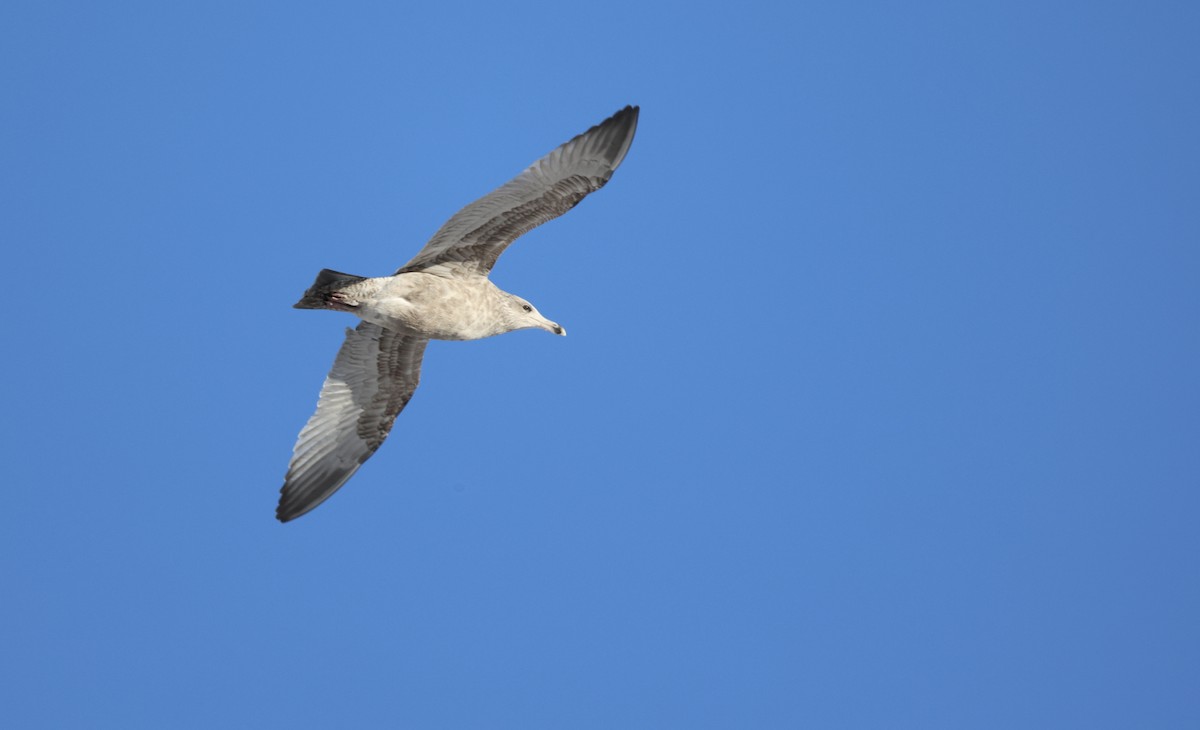American Herring Gull - ML647169209