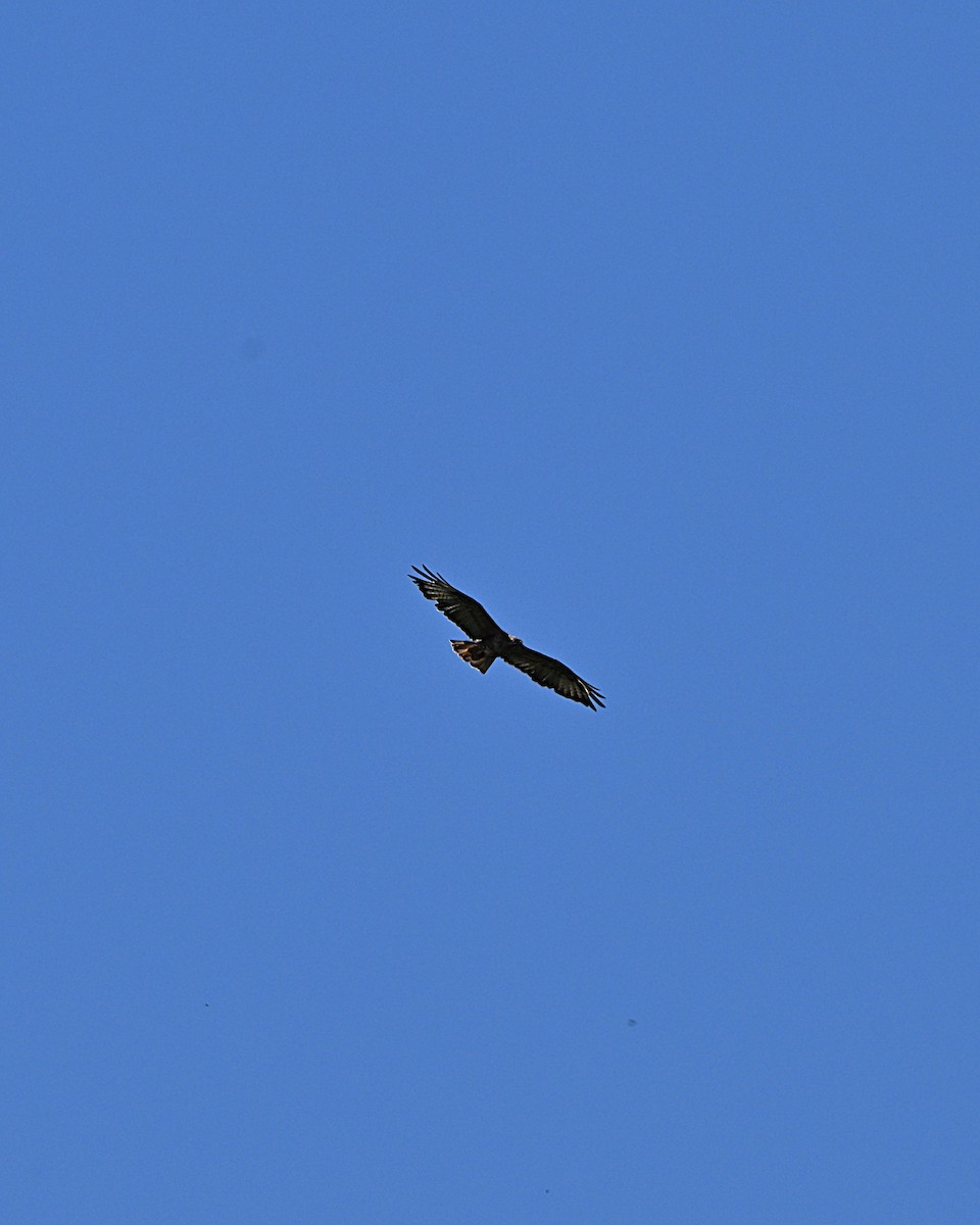 Himalayan Buzzard - ML647169212
