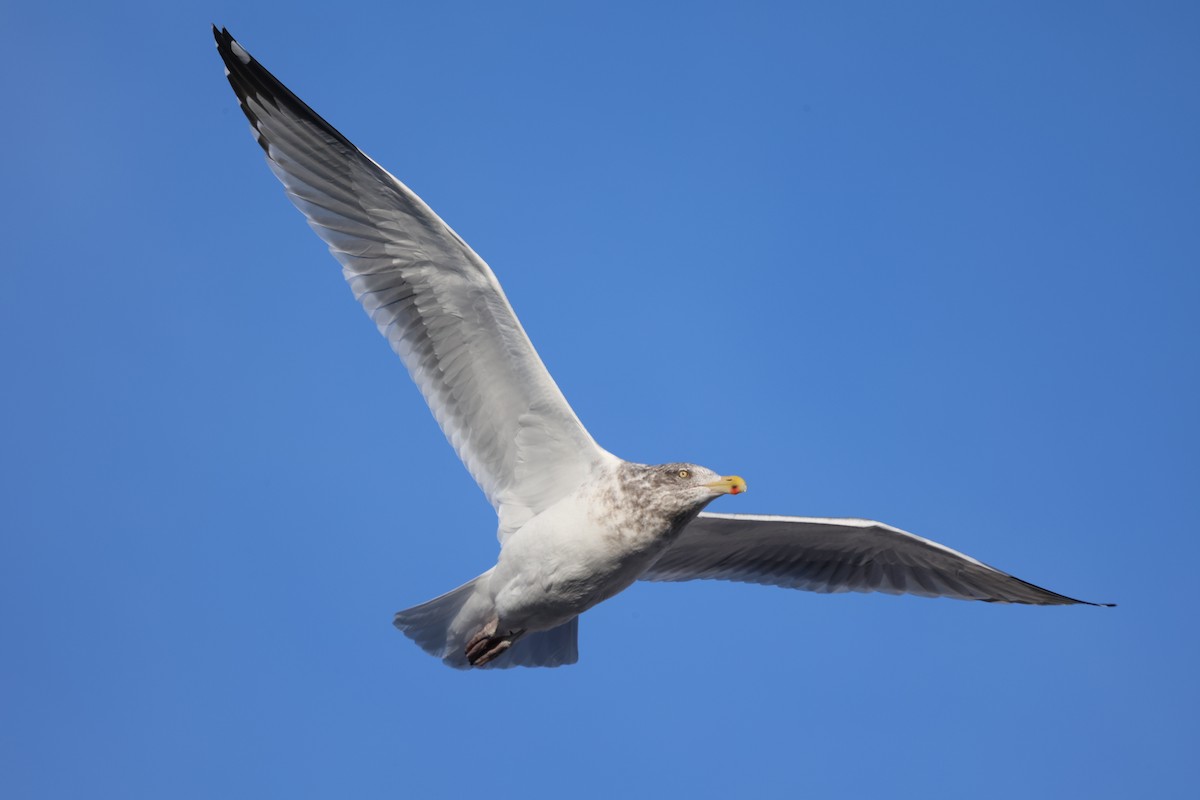 American Herring Gull - ML647169213