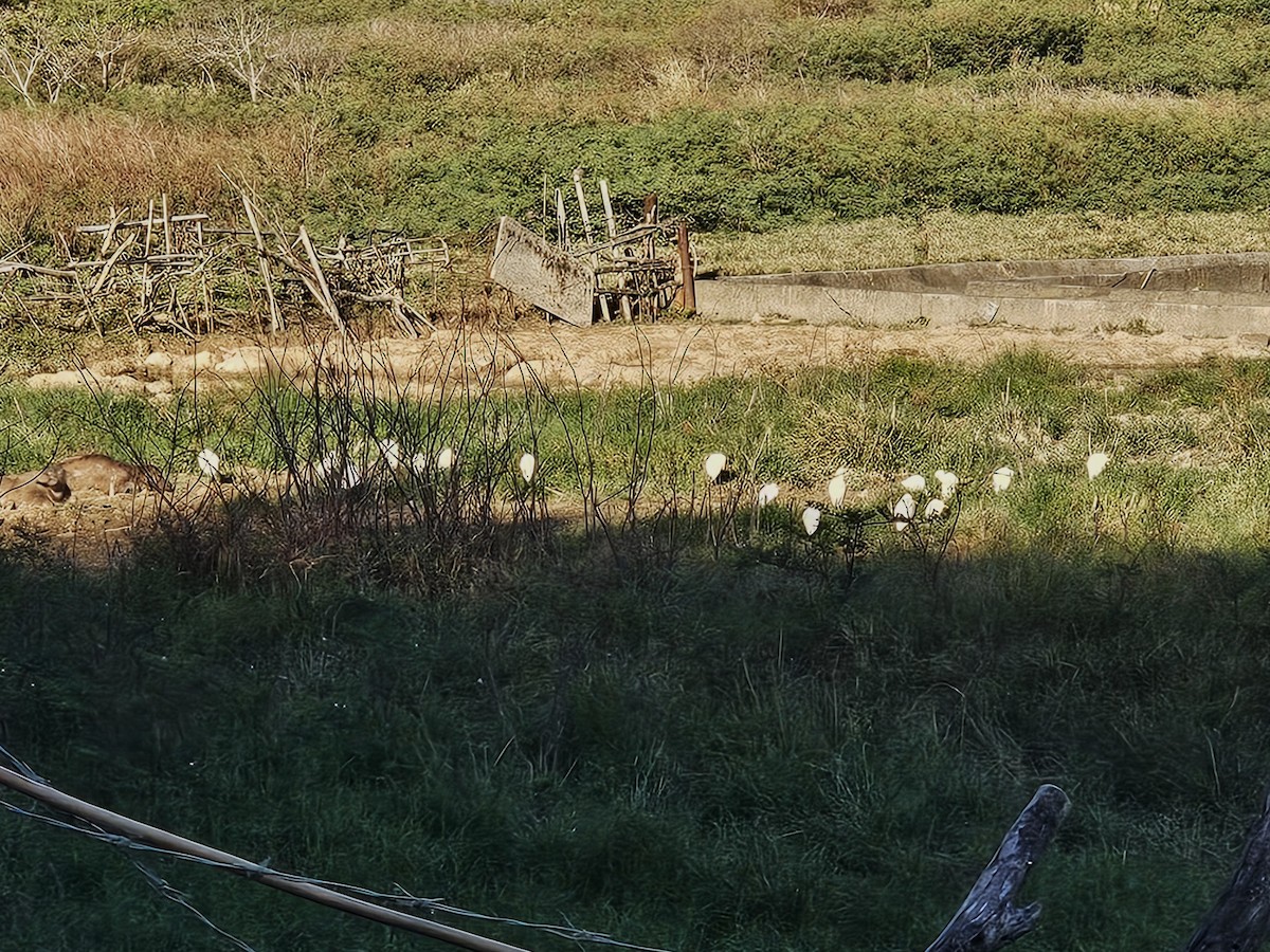 Eastern Cattle-Egret - ML647169214