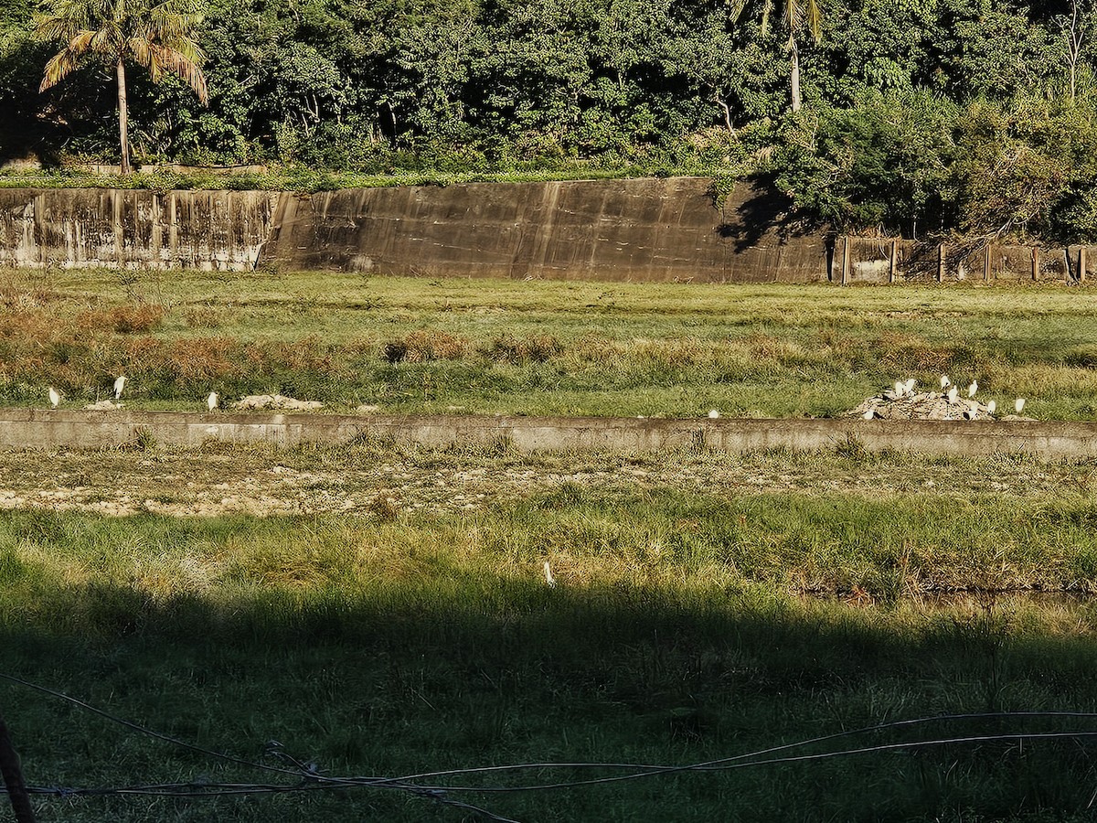 Eastern Cattle-Egret - ML647169215