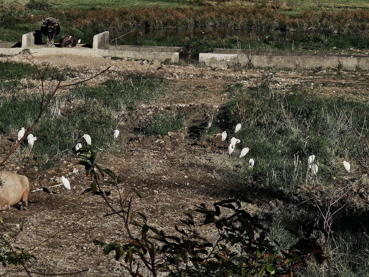 Eastern Cattle-Egret - ML647169216