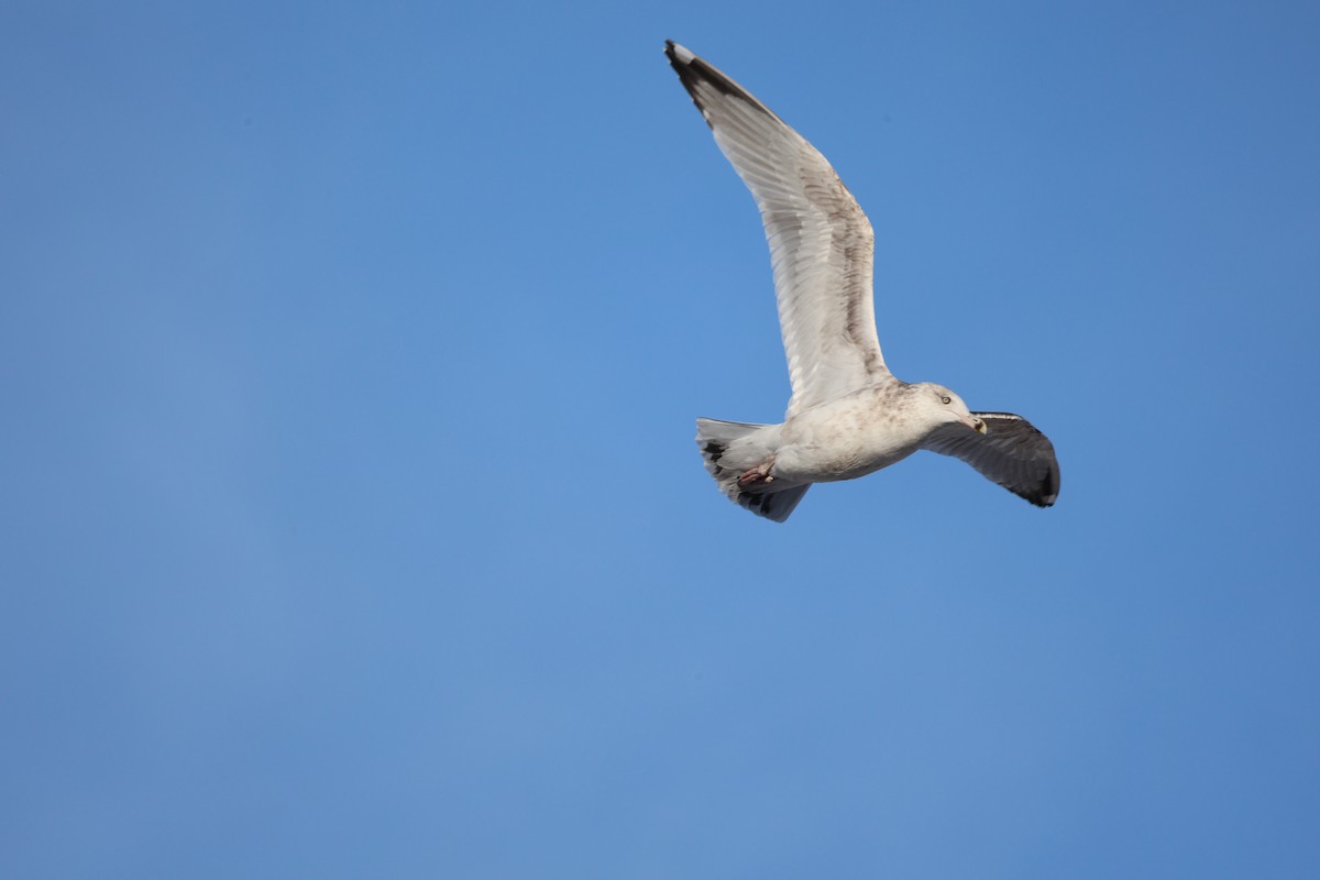 American Herring Gull - ML647169217