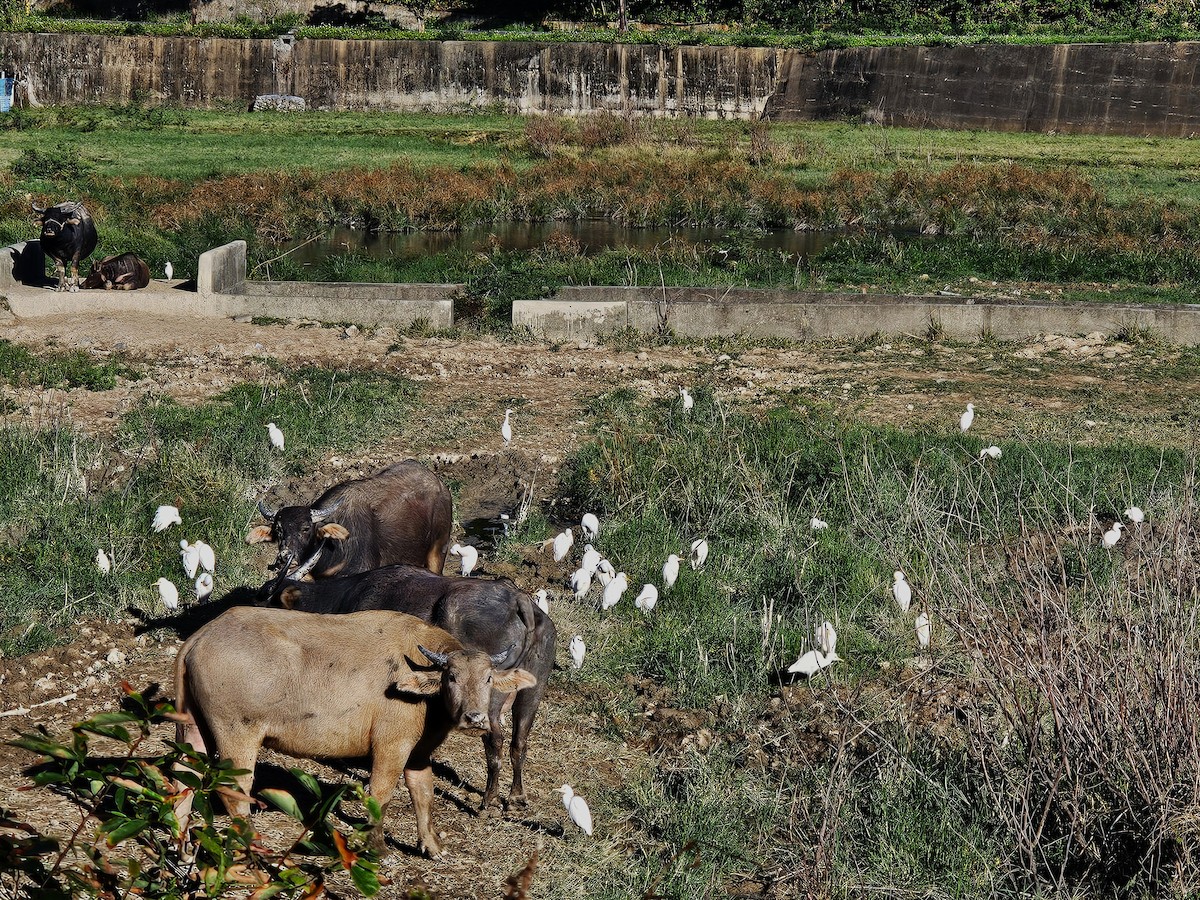 Eastern Cattle-Egret - ML647169218