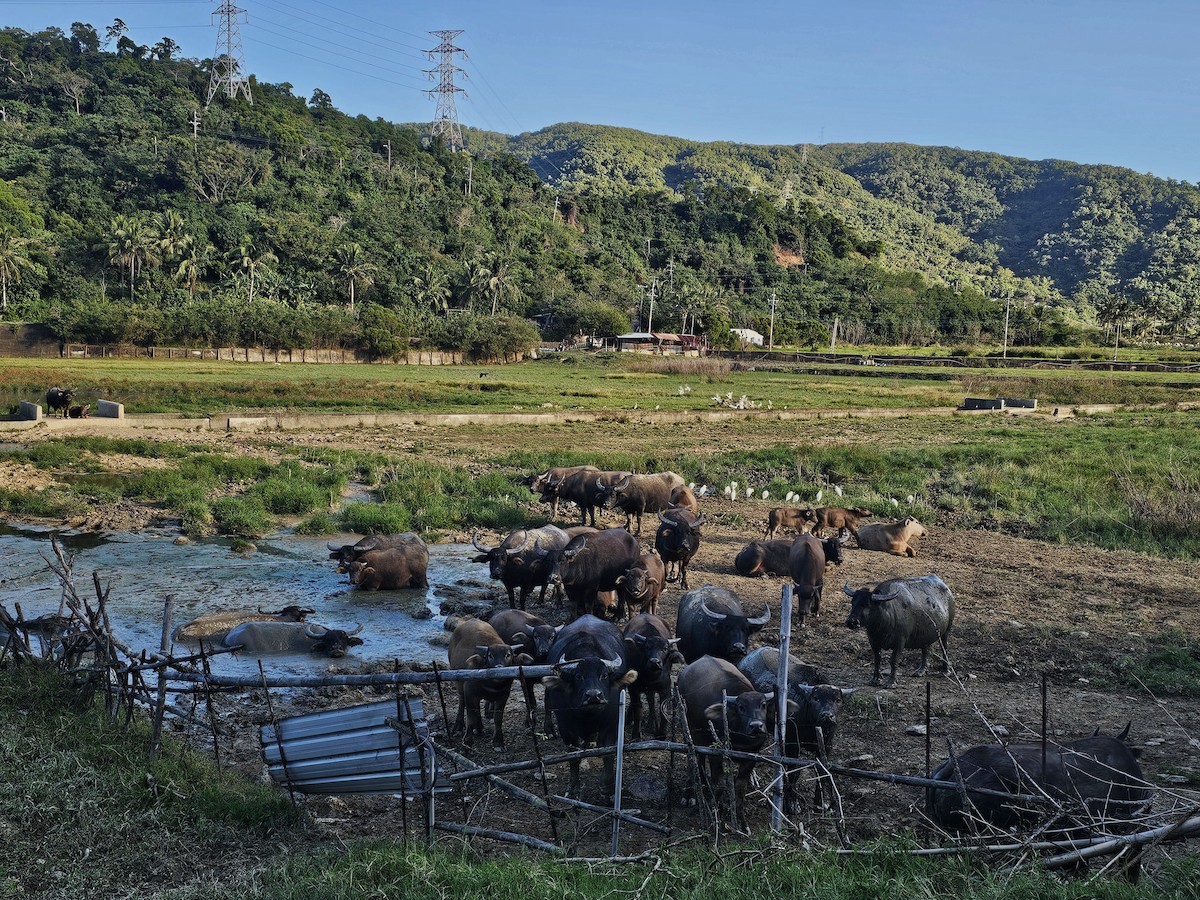 Eastern Cattle-Egret - ML647169220