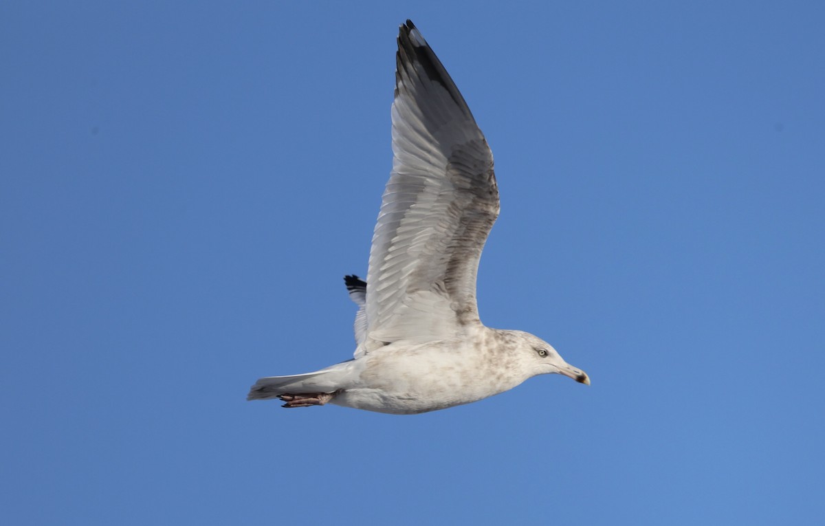 American Herring Gull - ML647169221