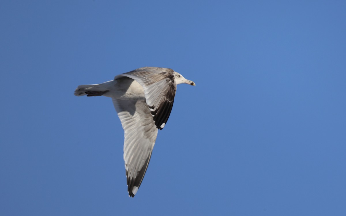 American Herring Gull - ML647169223