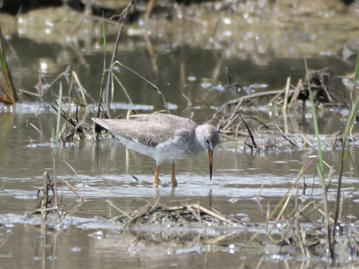 Common Redshank - ML647169224