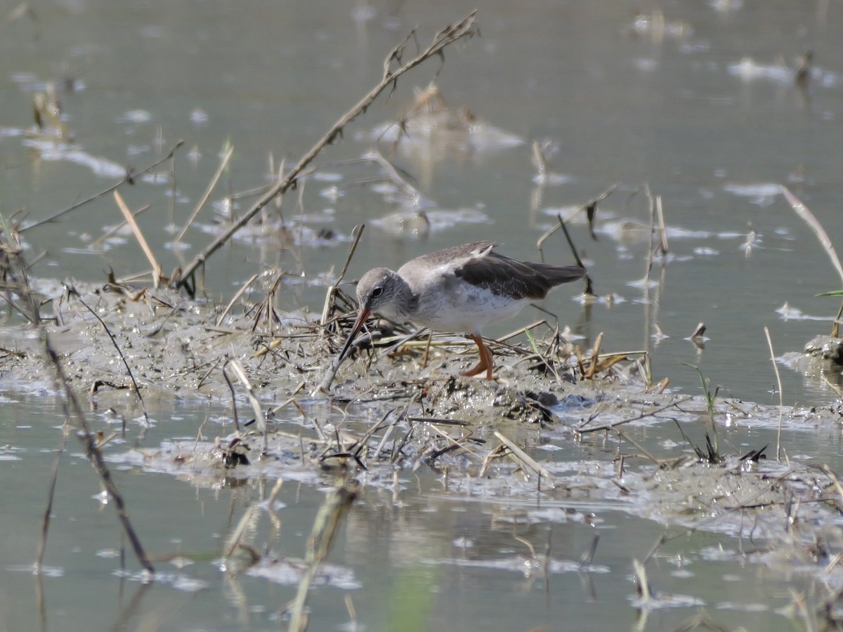 Common Redshank - ML647169226