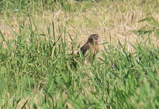 Northern Harrier - ML647169228