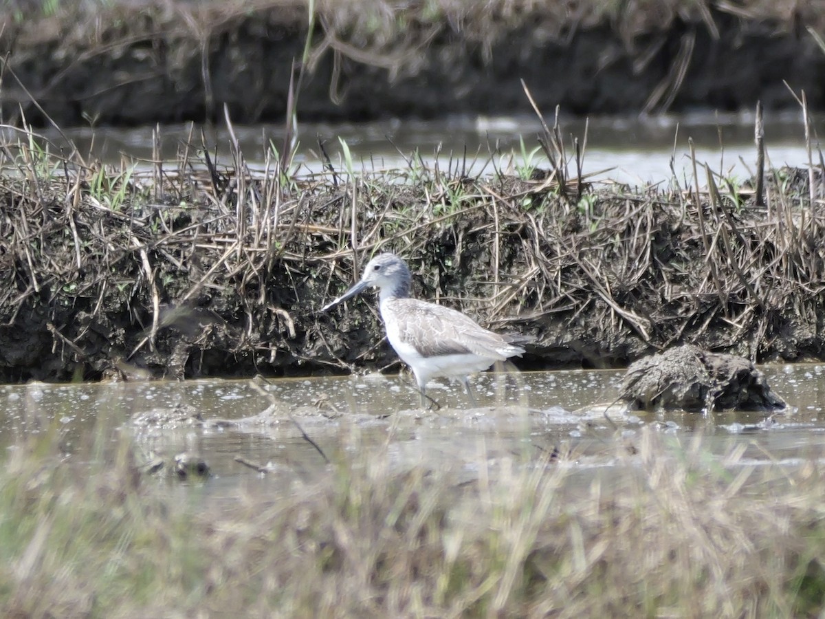 Common Greenshank - ML647169229