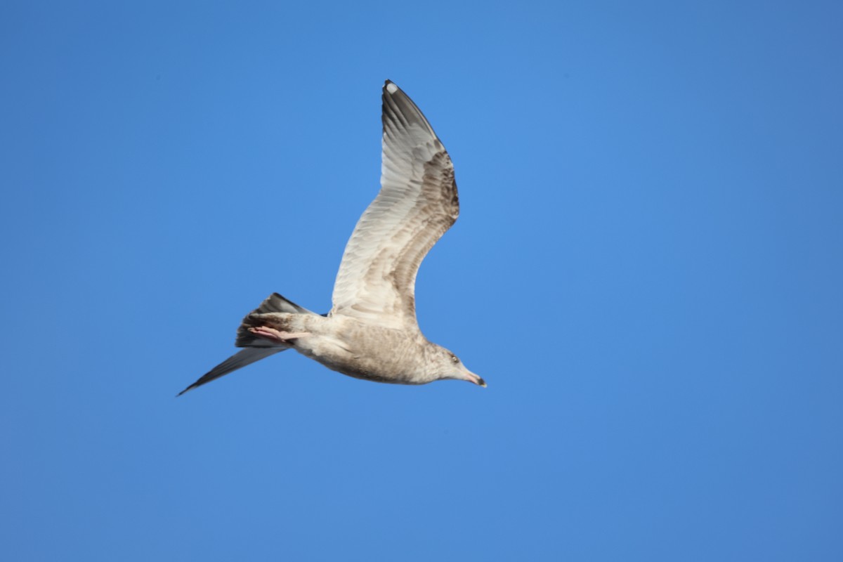 American Herring Gull - ML647169230