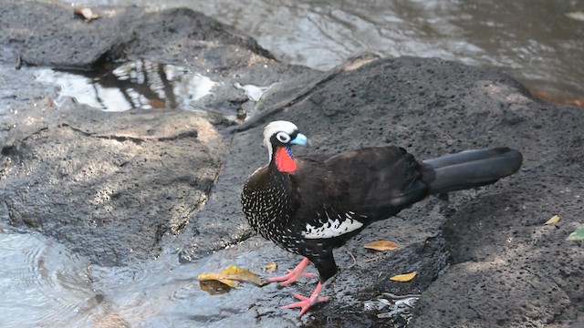 Очковый гуан - ML647169231