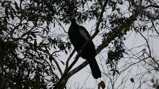 Очковый гуан - ML647169232