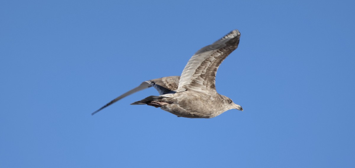 American Herring Gull - ML647169233