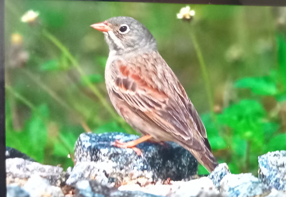 Gray-necked Bunting - ML647169236