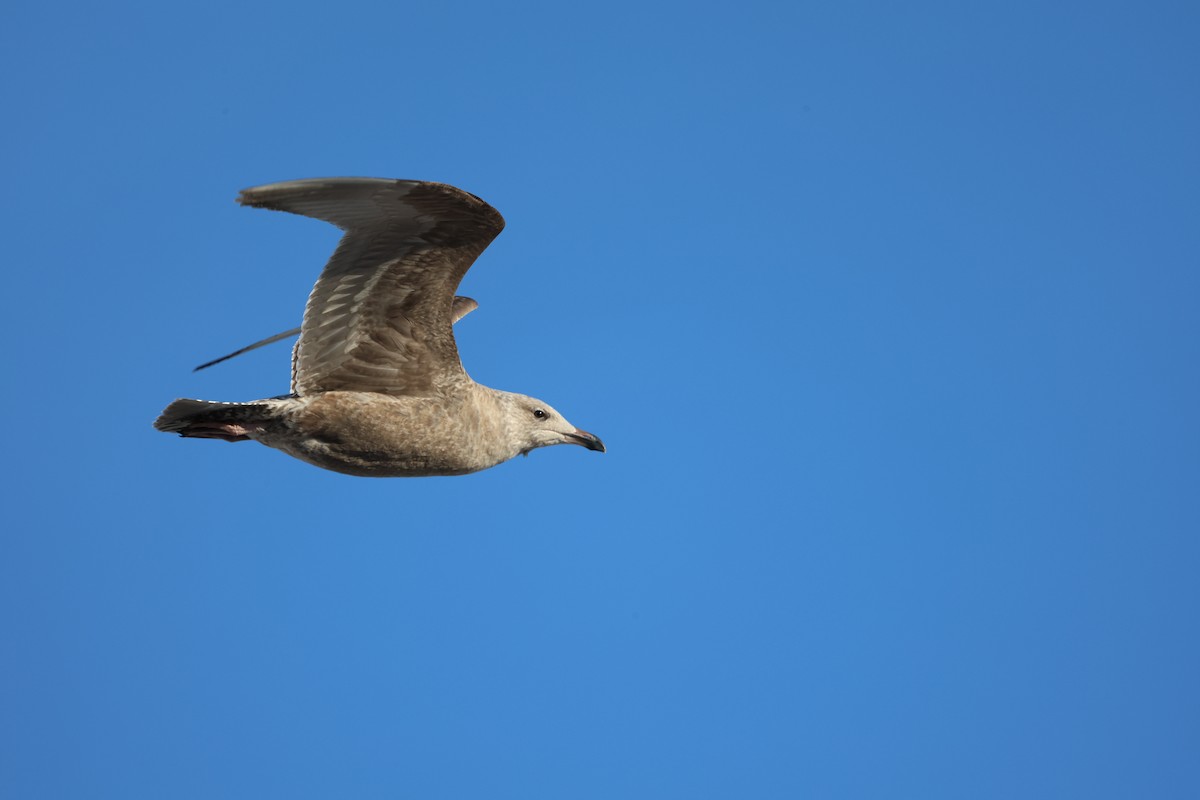 American Herring Gull - ML647169239