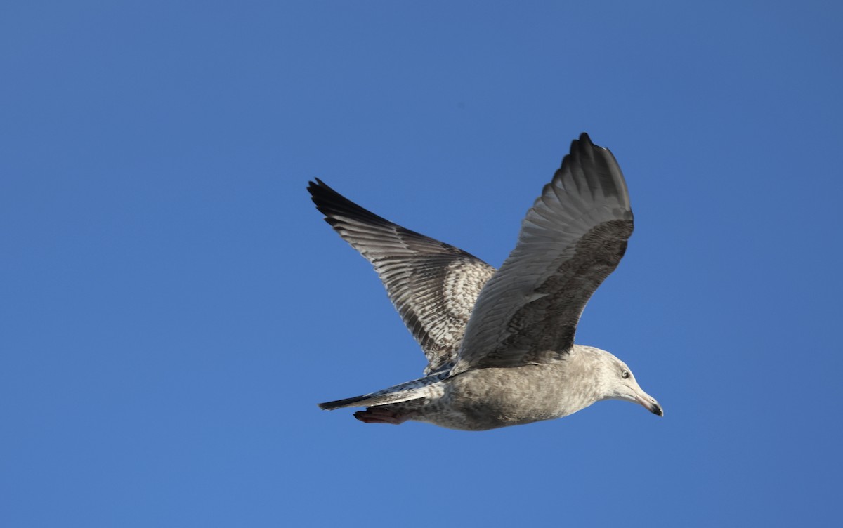 American Herring Gull - ML647169255