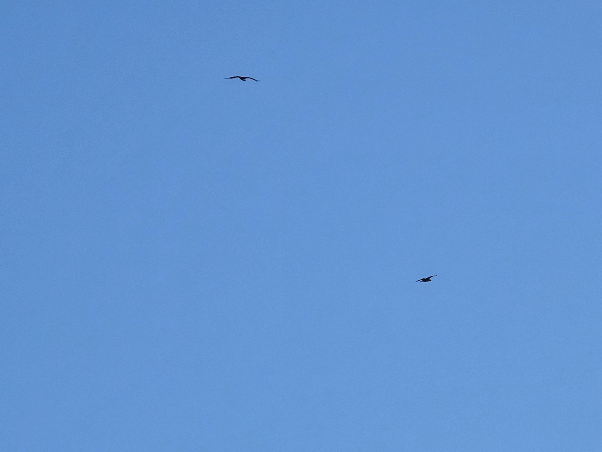 Osprey - ML647169257