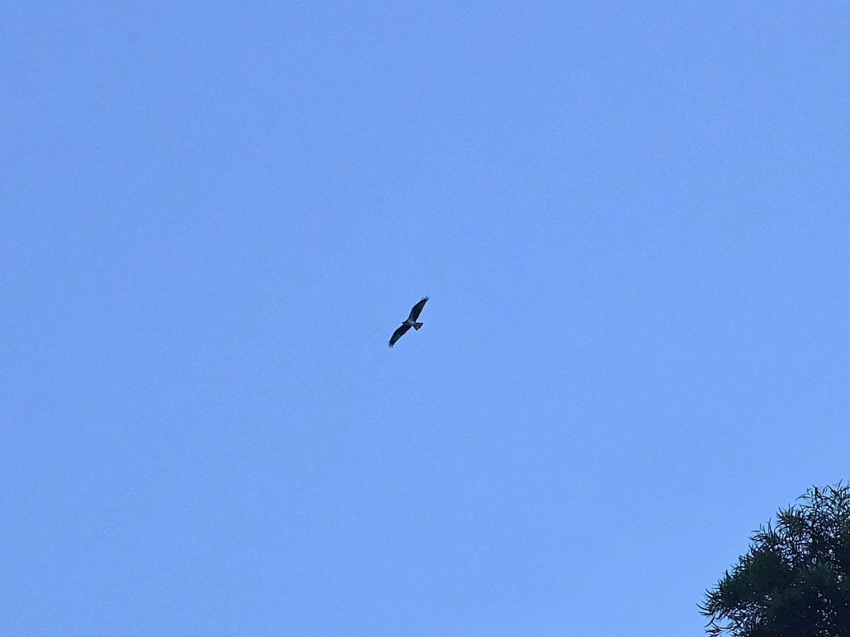 Osprey - ML647169258