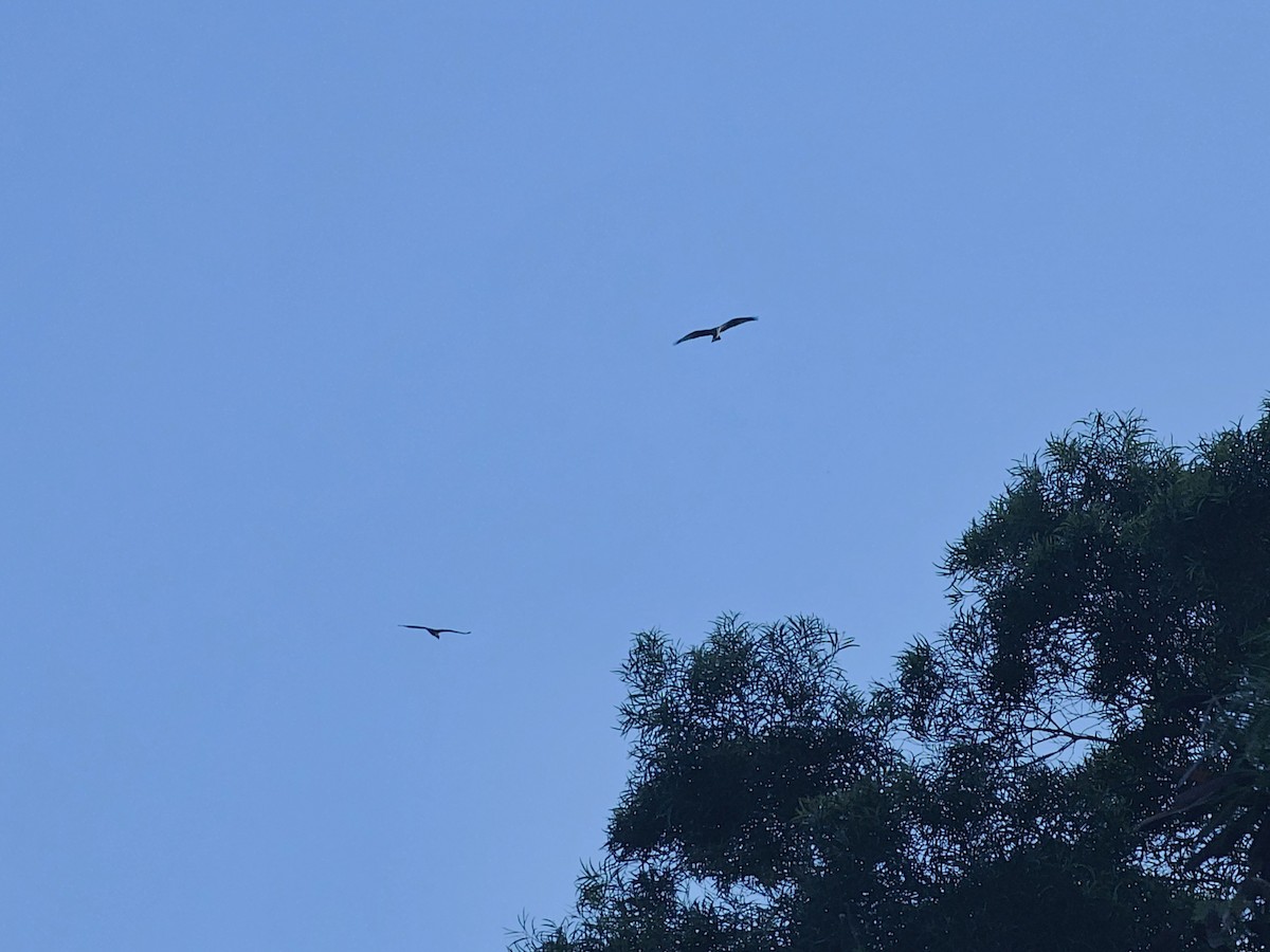 Osprey - ML647169259