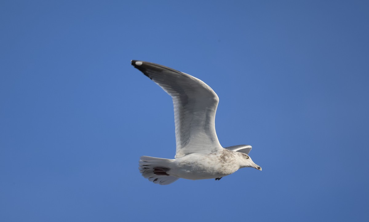 American Herring Gull - ML647169262
