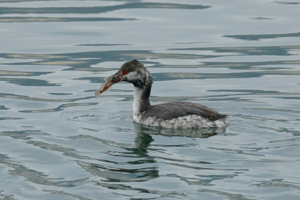 ミミカイツブリ - ML647169263