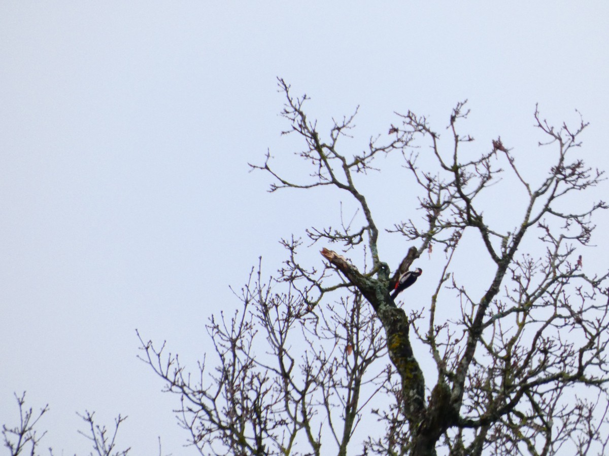 Great Spotted Woodpecker - ML647169266