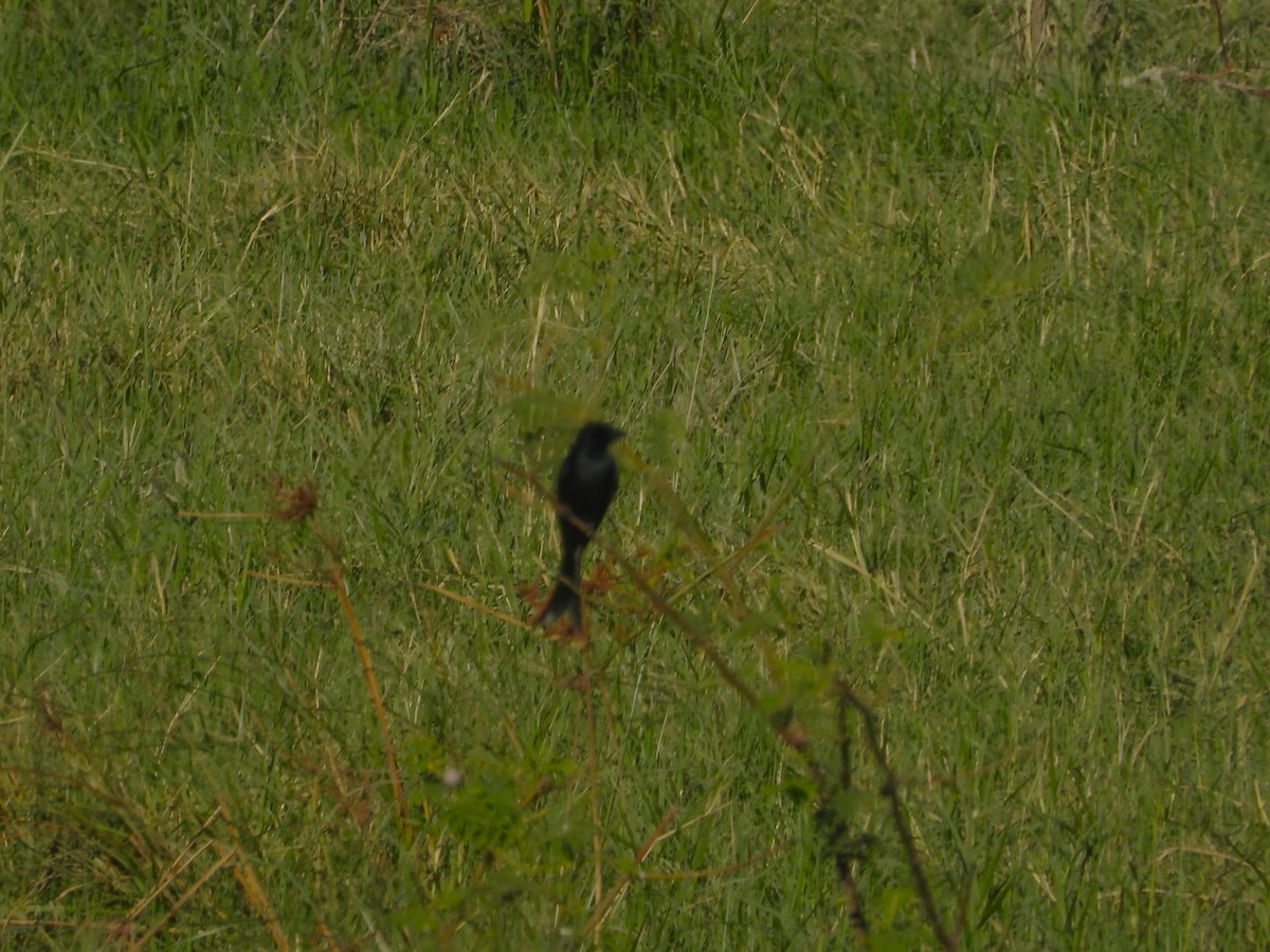 drongo černý - ML647169269