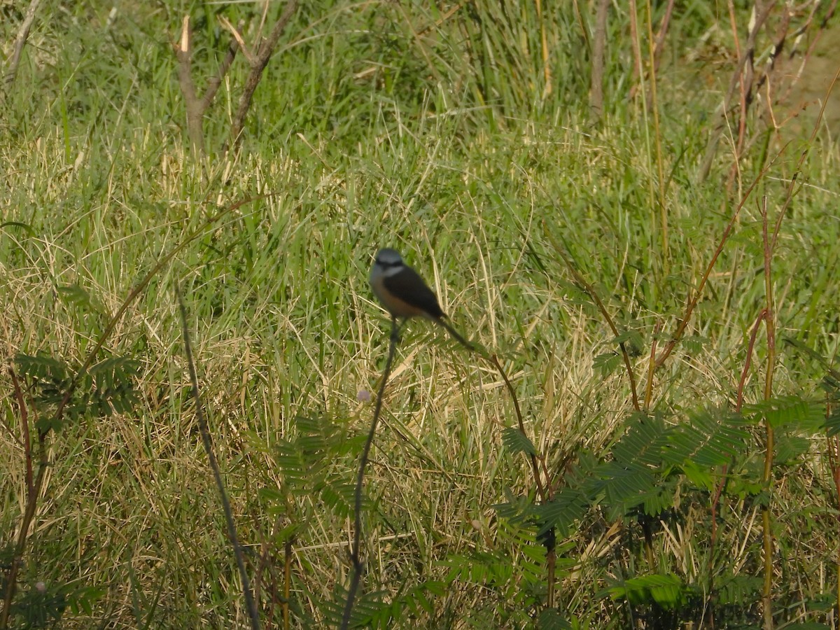 drongo černý - ML647169270