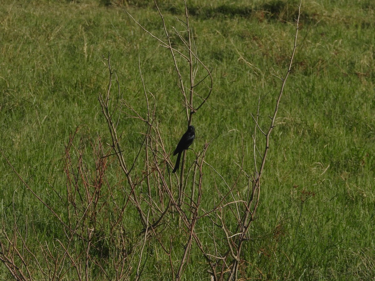 drongo černý - ML647169271