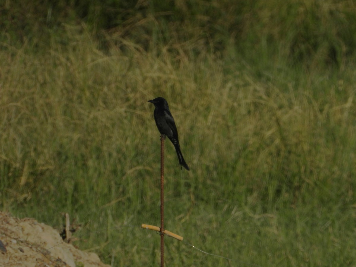 drongo černý - ML647169272