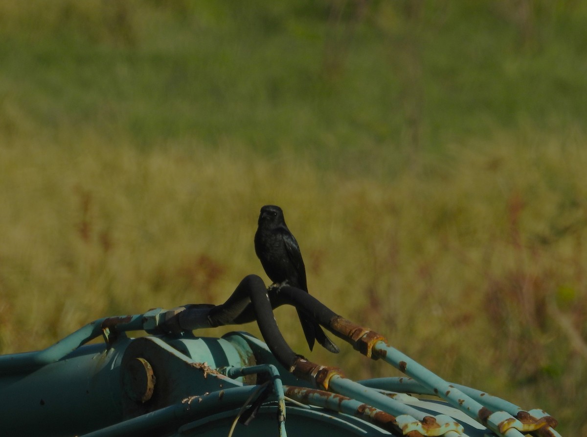 drongo černý - ML647169273