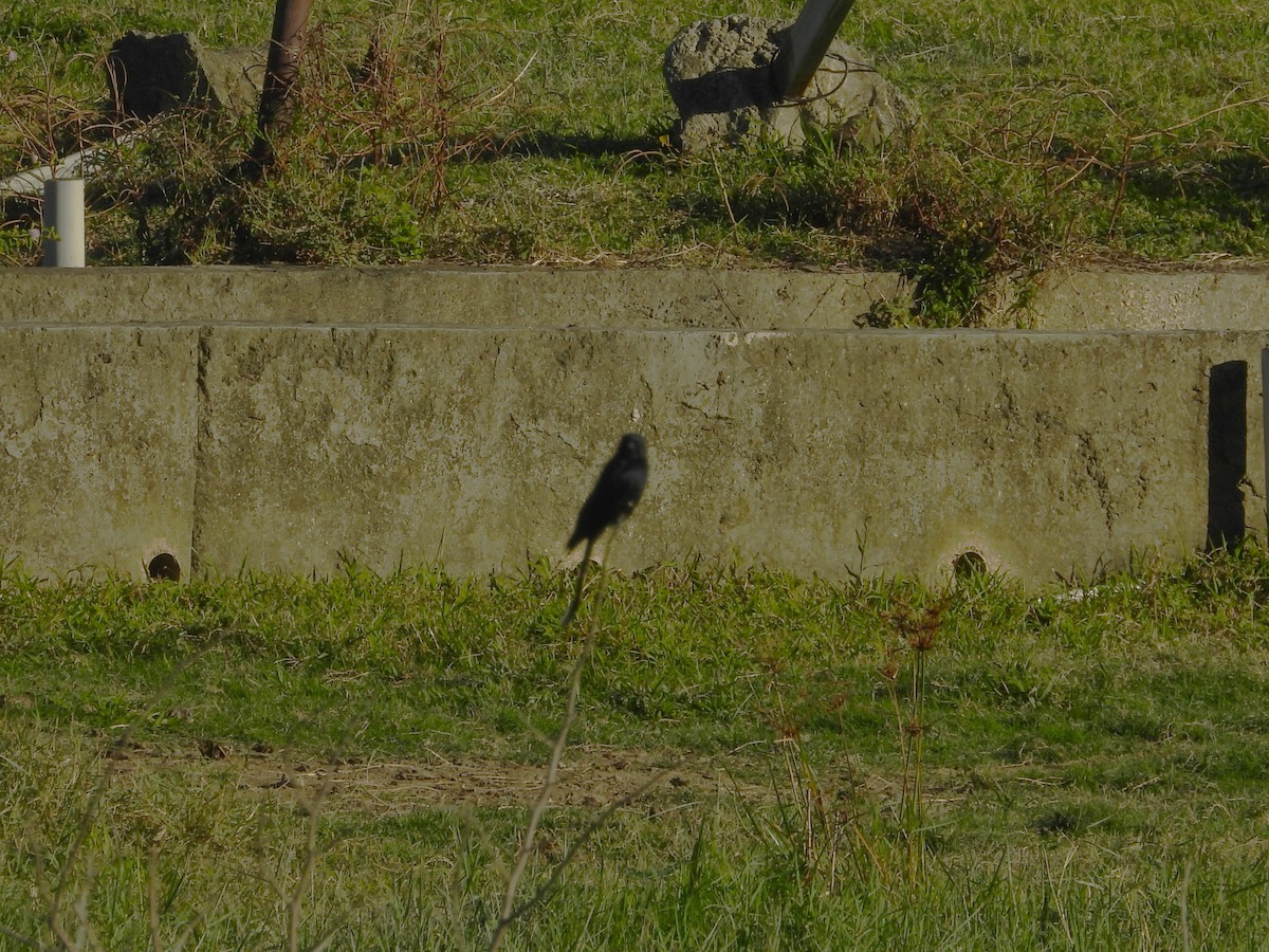 drongo černý - ML647169274