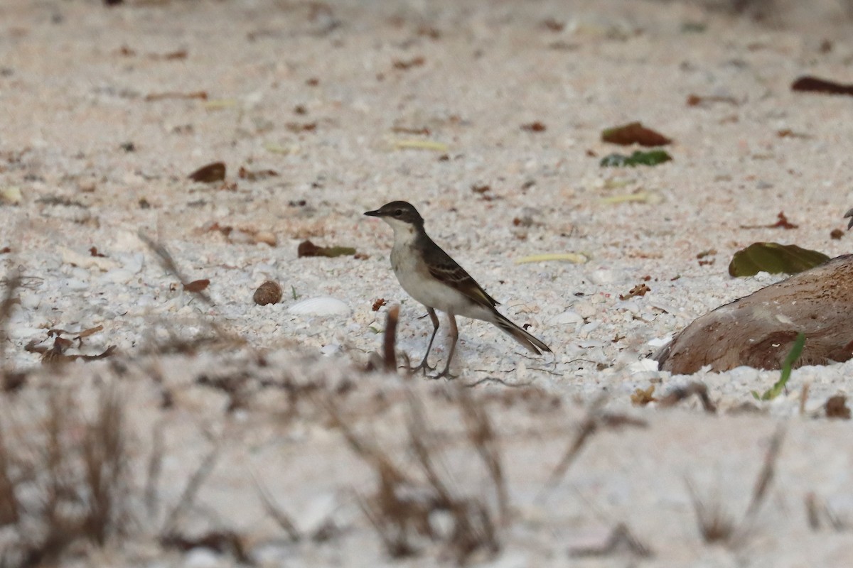 Eastern Yellow Wagtail - ML647169275