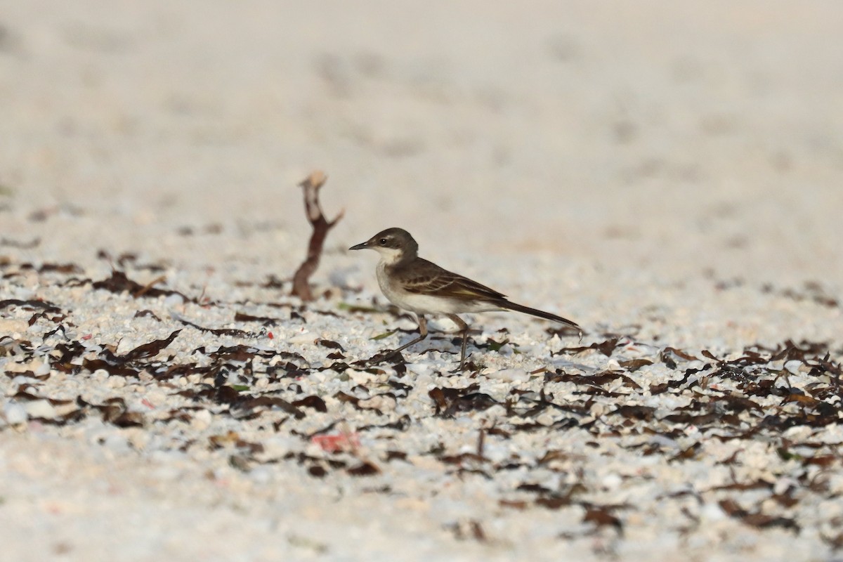 Eastern Yellow Wagtail - ML647169276