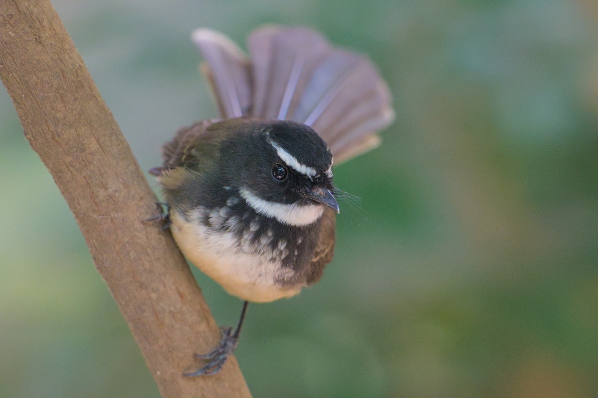 Spot-breasted Fantail - ML647169281