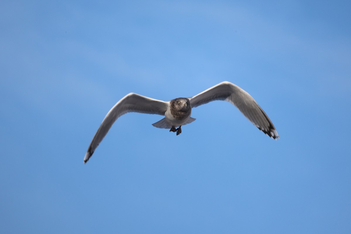 American Herring Gull - ML647169289