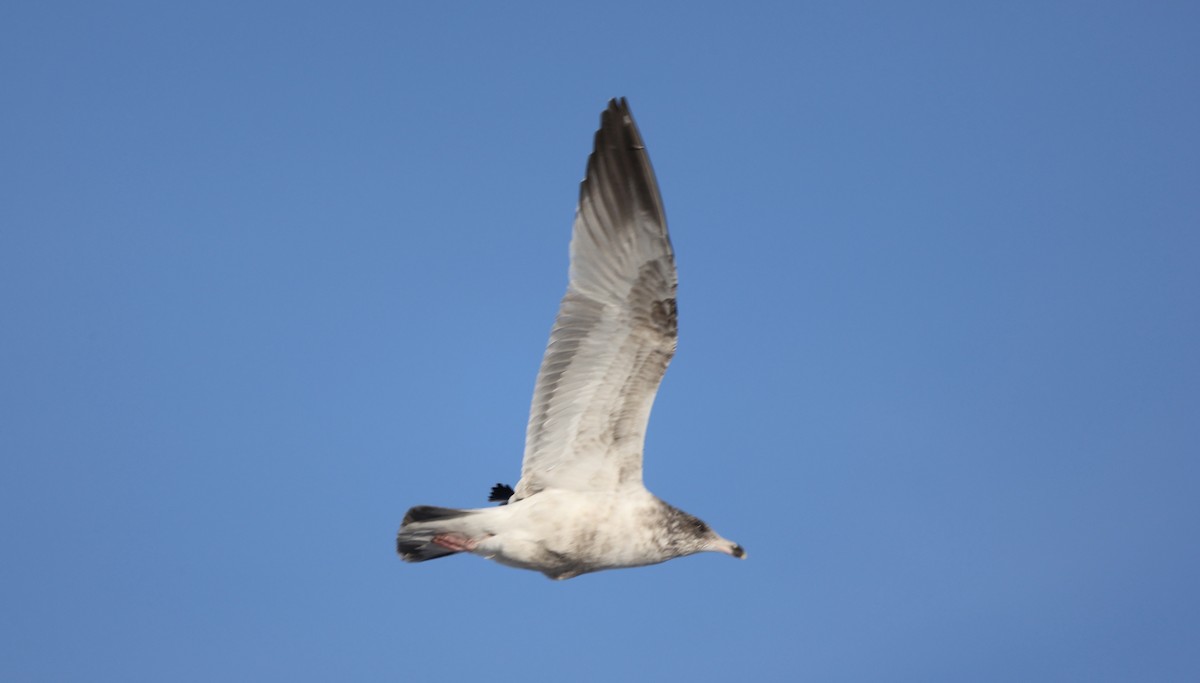American Herring Gull - ML647169294